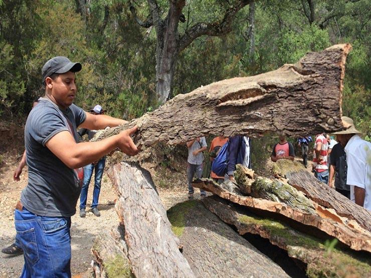 عمليات قطع عشوائية واسعة النطاق للأشجار في الغابات