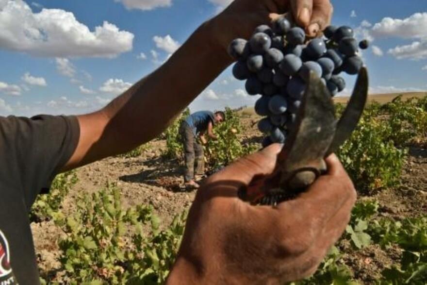 عاملان يقطفان العنب من كرم في منطقة سيدي بلعباس عل