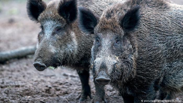الفلبين تعلن "حالة كارثة" بسبب حمى الخنازير الأفري
