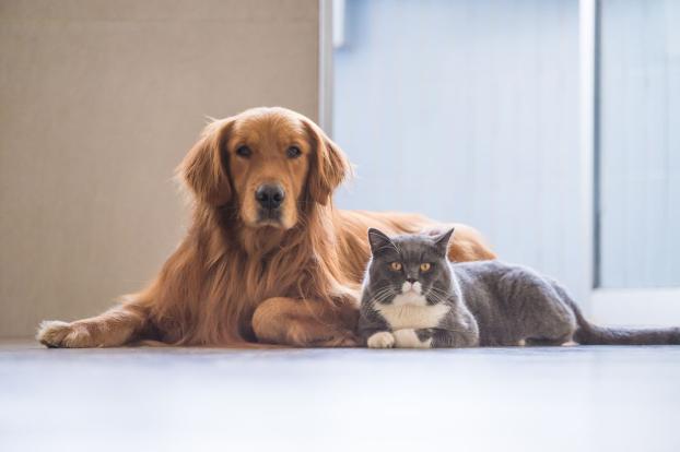 القط والكلب