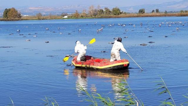 قررت السلطات الإسرائيلية إعدام عشرات الآلاف من طيو