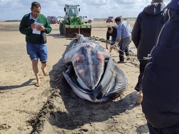 دفن أنثى الحوت النافقة على ساحل كفر الشيخ