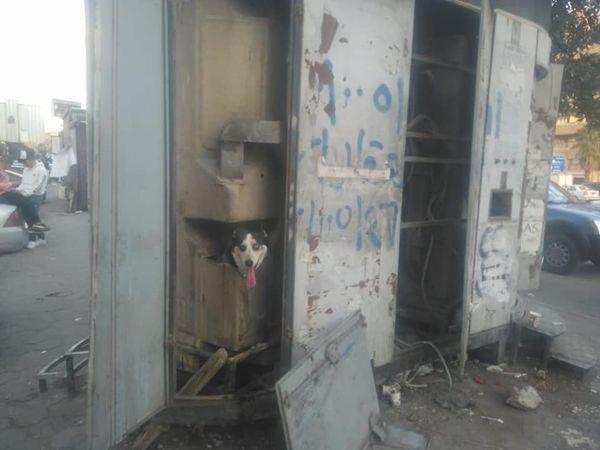 إنقاذ كلبة بعدما حبسها صاحبها في كشك كهرباء