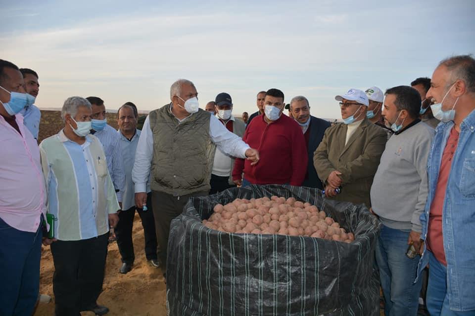 محافظ الوادي الجديد يشهد حصاد محصول البطاطس بالفرا