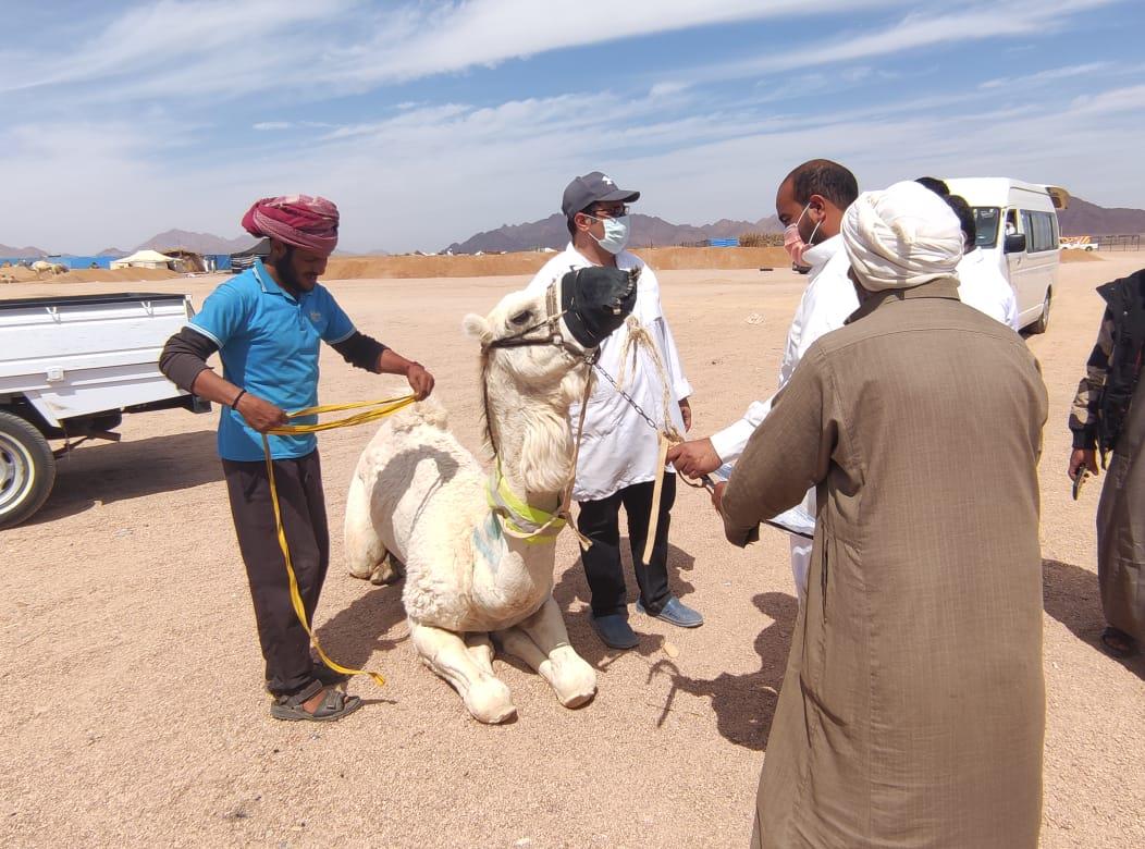  القافلة البيطرية المجانية  أرشيفية