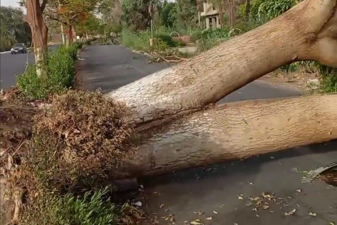 سقوط شجرة