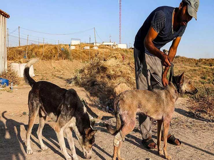 عامل يرعى كلبا في ملجأ للحيوانات في مدينة غزة