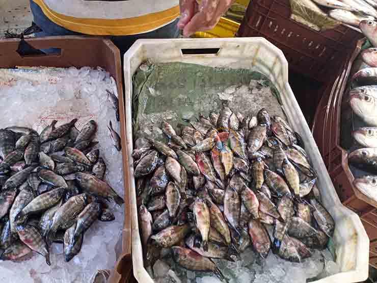 أسعار السمك في سوق العبور