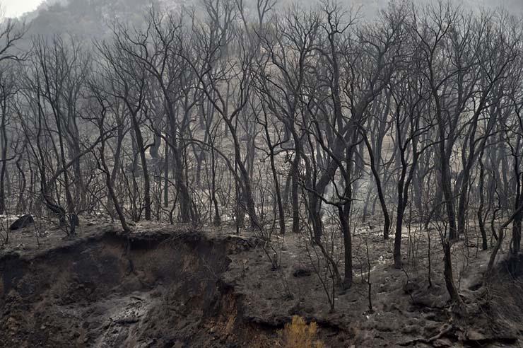 حرائق الغابات في الجزائر 