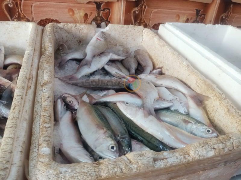 أسعار الأسماك والمأكولات البحرية 