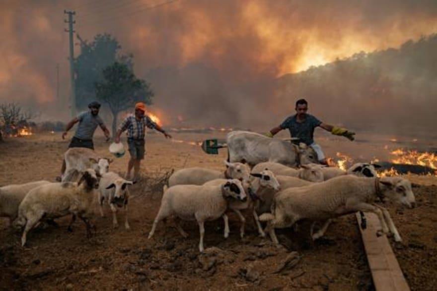مزارعون يخرجون الماشية من حظيرة لحقتها النيران في 