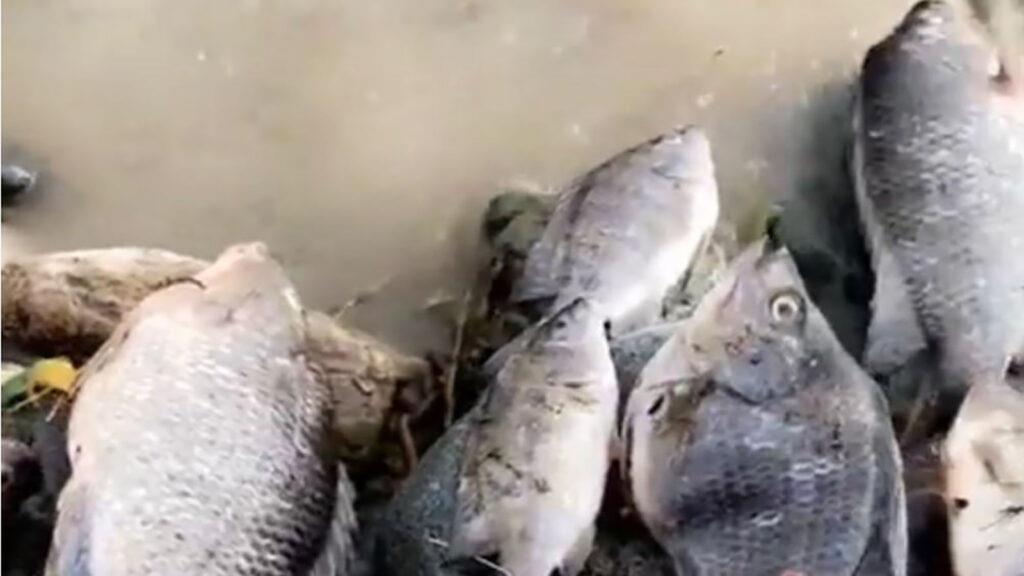 ظهور أسماك في سيول الطائف