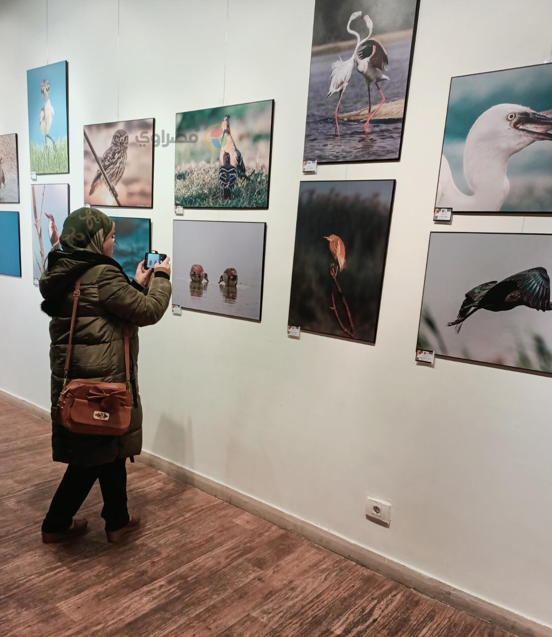 زوار معرض فوتوغرافيا للطيور المهاجرة