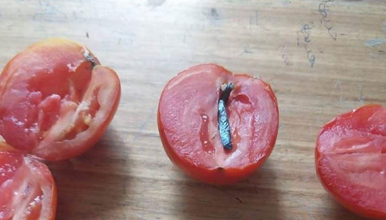 مخدرات داخل طماطم