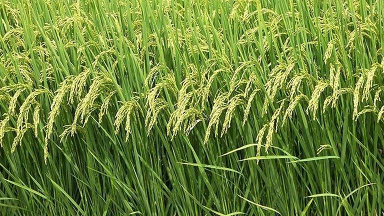 خبير مياه يطالب بزيادة مساحة الأرز المنزرعة