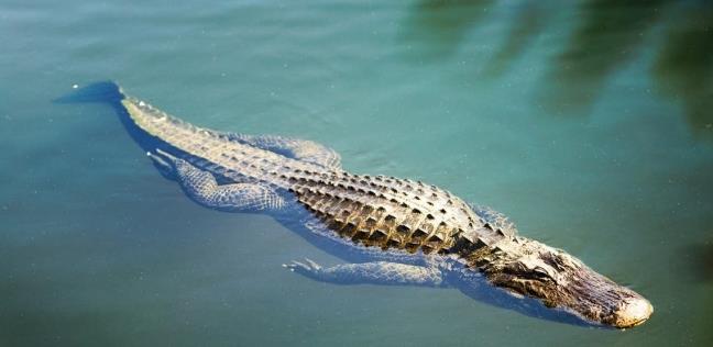 ظهور تمساح في نهر النيل  أرشيفية