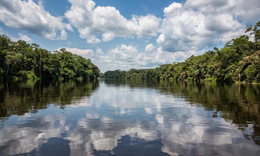  التغير المناخي يهدد رئتي البشرية في حوض الكونغو​
