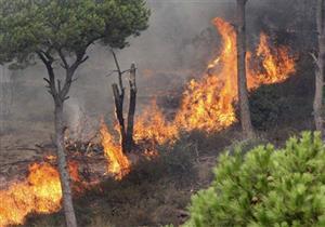 حريق في مزرعة غابات الصرف الصحي بسوهاج