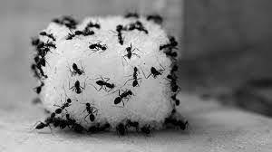 ما سر انجذاب النمل إلى السكر؟
