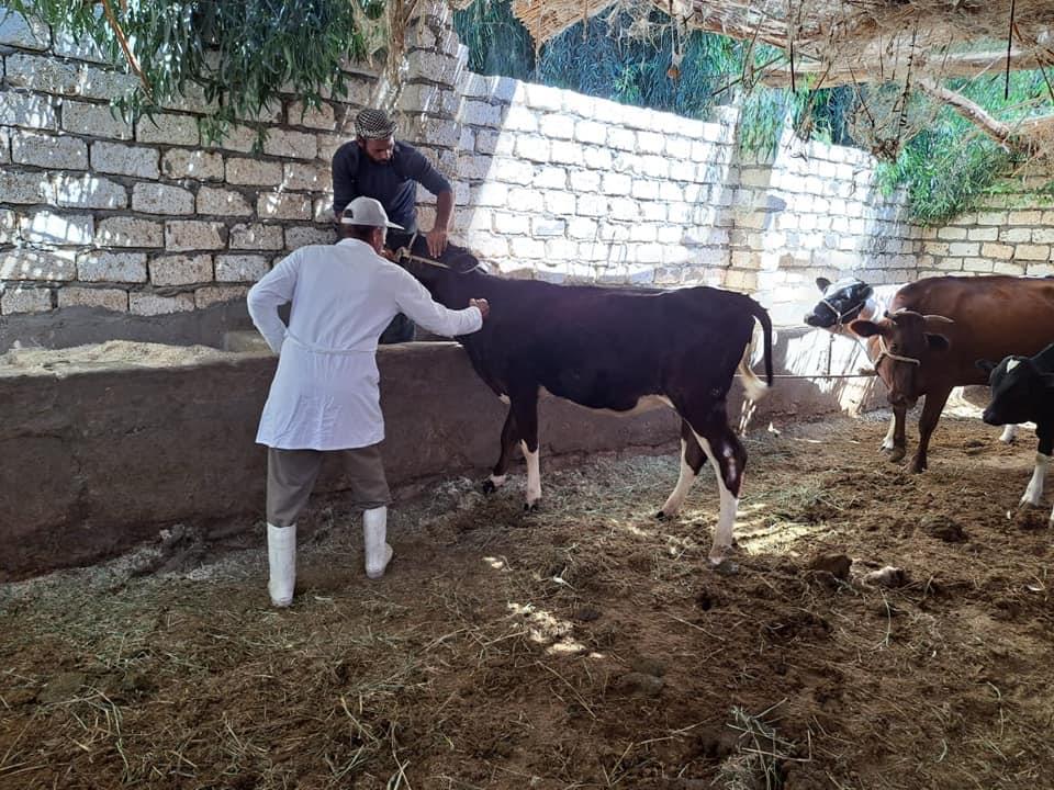 تحصين 3411 رأس ماشية ضد الحمى القلاعية وحمى الوادي