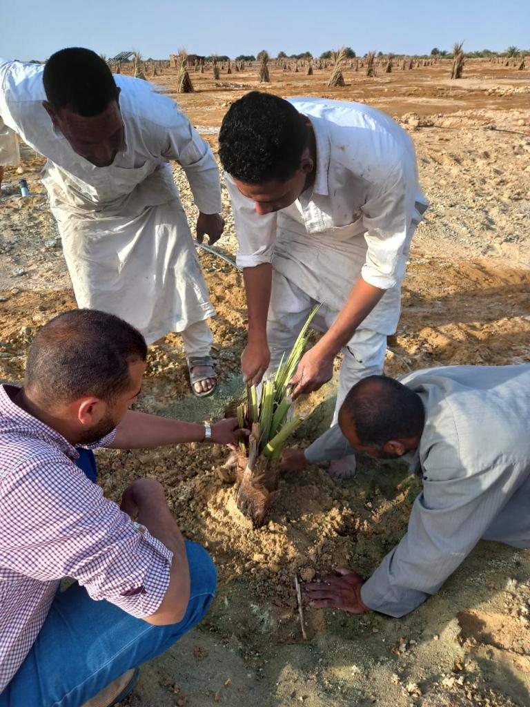 إرشادي مكثف للمعمل المركزي للنخيل في 5 محافظات 