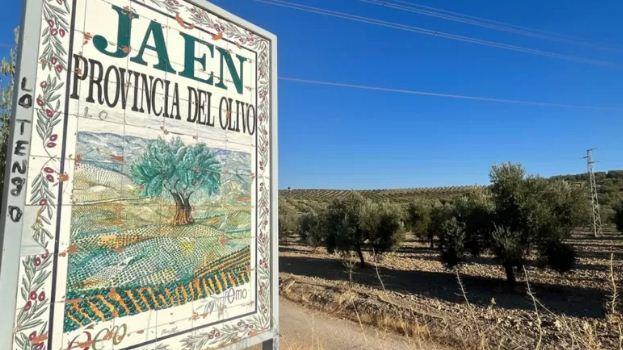 تنتج مقاطعة خايين نصف زيت الزيتون الإسباني