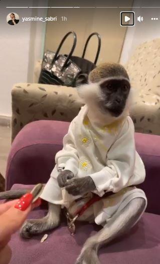 نسناس ياسمين صبري