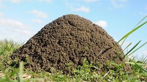 هل تعلم عدد النمل على وجه الأرض.. دراسة تكشف كيف ت