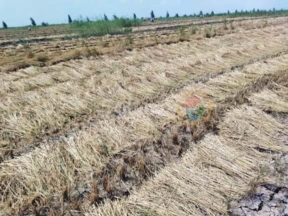 موسم حصاد محصول الأرز