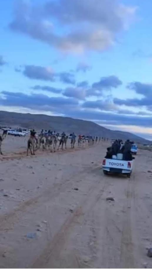سباق الزلقة للهجن في جنوب سيناء