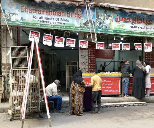 محل بيع دواجن بالمهندسين