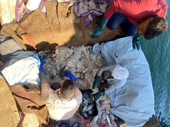 بحيرة السد العالي (6)