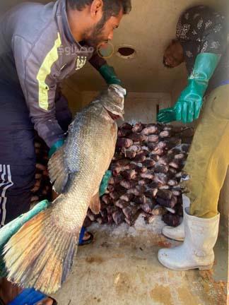 بحيرة السد العالي (3)