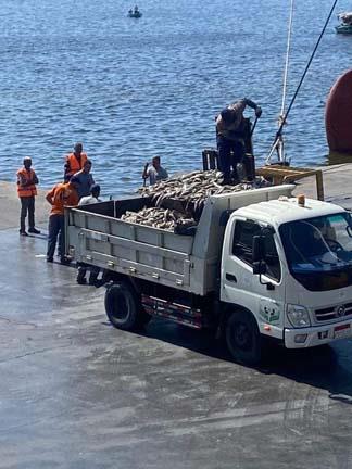 أسماك نافقة أثناء التخلص منها بميناء الإسكندرية