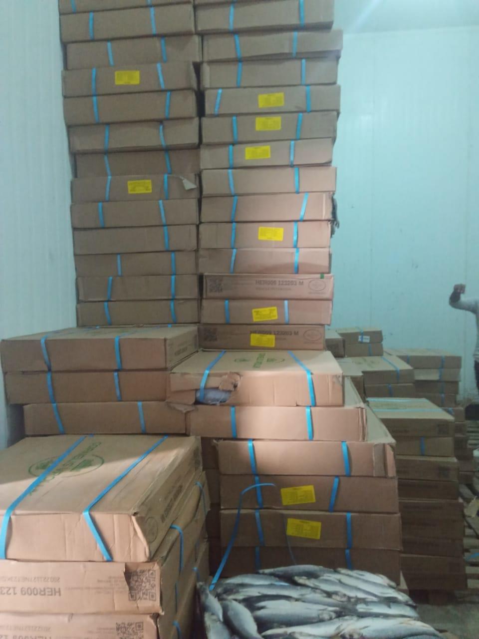 ضبط أسماك ماكريل فاسدة بالبحيرة