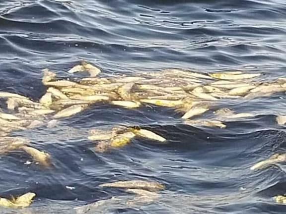ظهور أسماك نافقة على سطح البحر بالإسكندرية