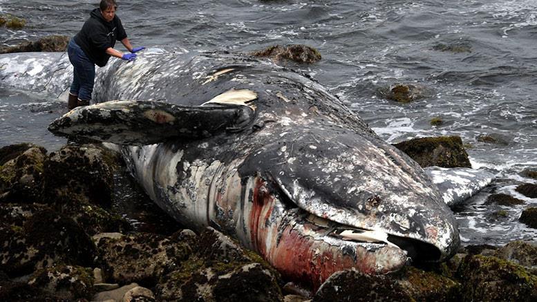 الحوت الرمادي ضحية تغير المناخ.. صورة من سي إن إن