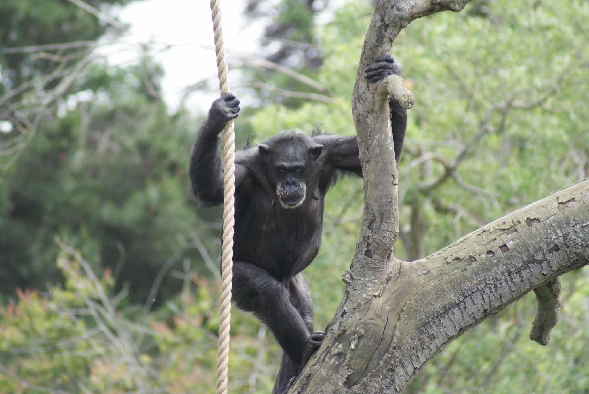 الشبمبانزي يراقب الأعداء من أماكن مرتفعة