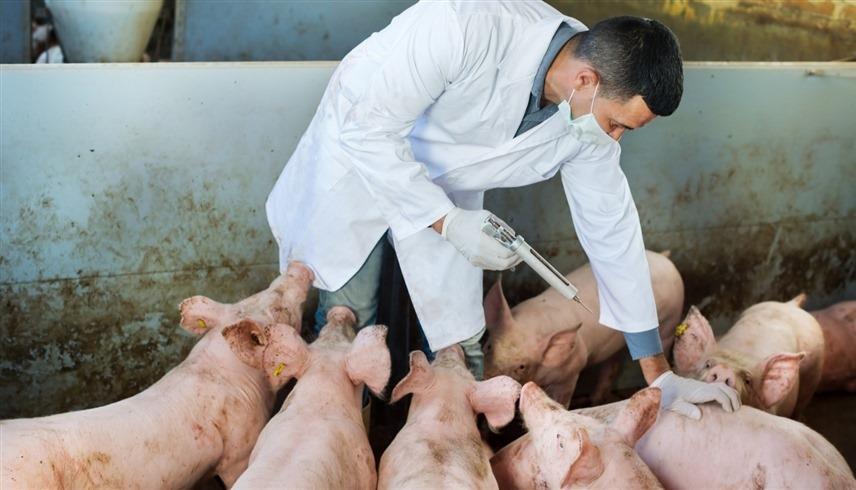 تطعيم الخنازير