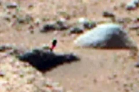 صورة الزهرة المزعومة على سطح المريخ