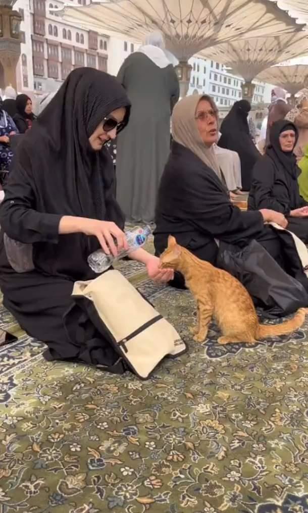 سيدة تروي قطة بالمسجد النبوي