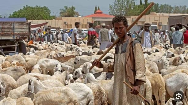 الحرب تحرم السودانيين من خروف العيد   أرشيفية