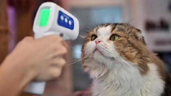 الصحة العالمية تحذر بعد نفوق قطط في بولندا بمرض إن