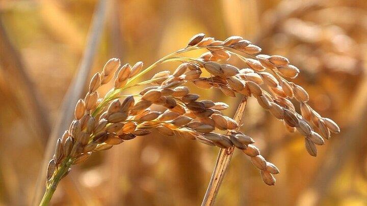 روسيا تعلن حظر تصدير الأرز حتى نهاية العام