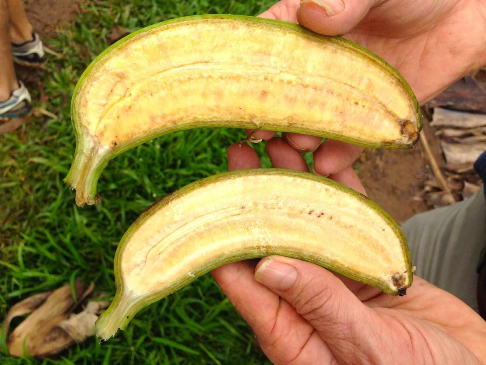 الموز السوبر يحتوي على جميع العناصر الغذائية