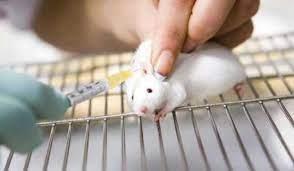 علاج السرطان لدى الفئران!