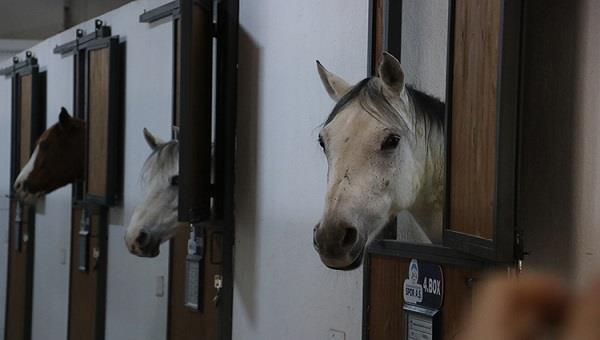 فندق "5 نجوم" في تركيا للخيول فقط
