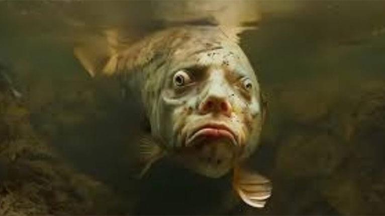 مشهد من الفيديو المنتشر لسمكة بوجه بشري