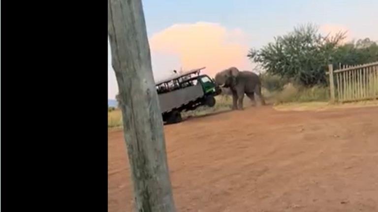 هجوم فيل على حافلة سياح