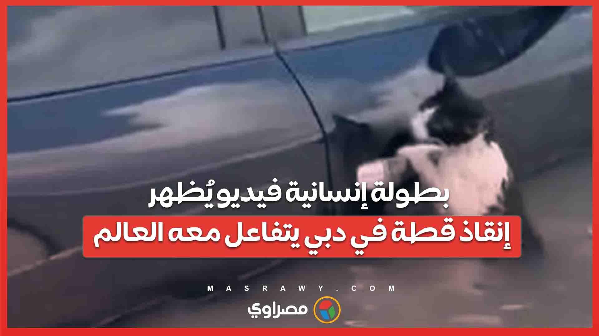 بطولة إنسانية فيديو يُظهر إنقاذ قطة في دبي يتفاع